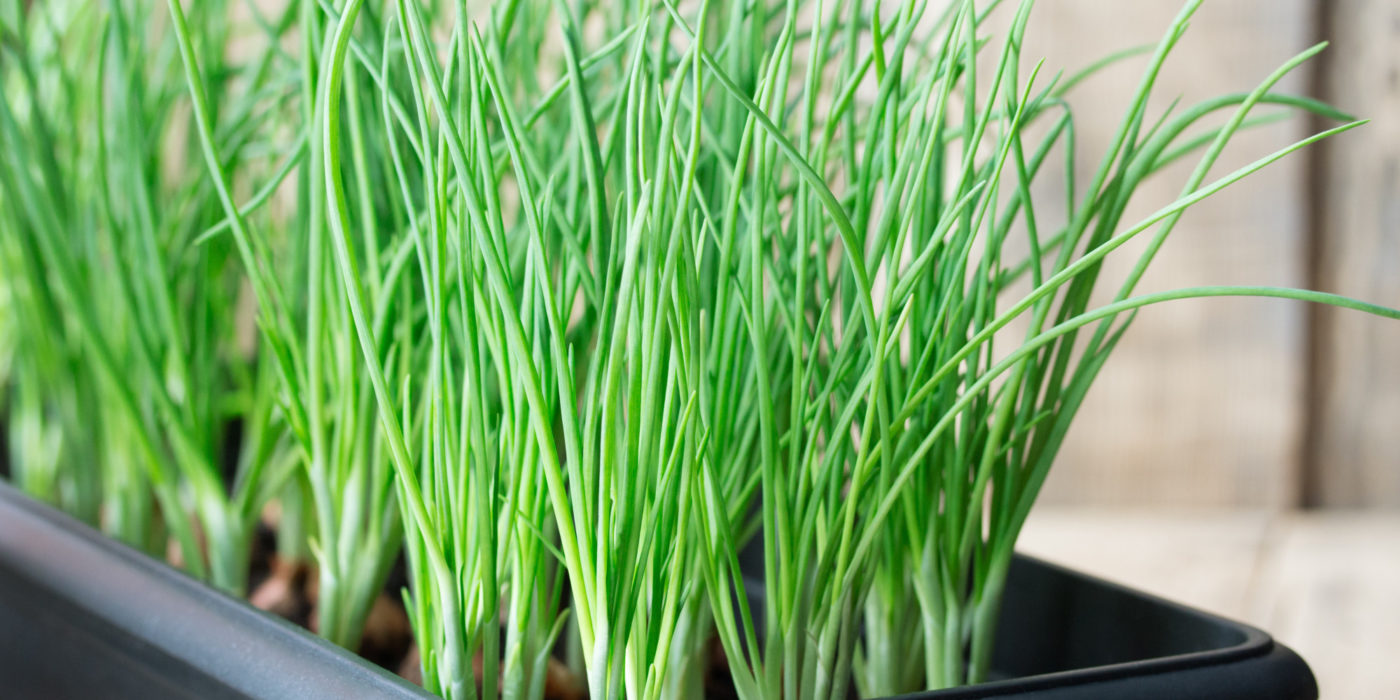 Как вырастить зеленый лук в домашних условиях и в открытом грунте? Способы на ydoo.info