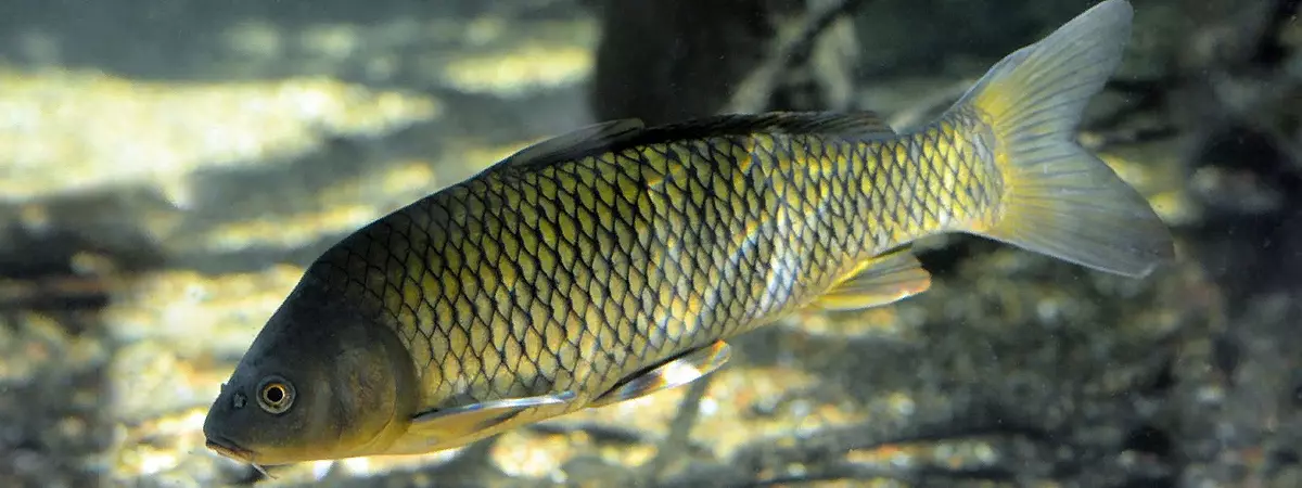Рыба сазан: описание вида и повадки