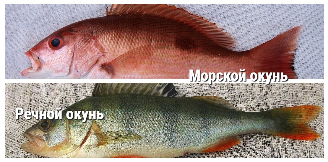 Чем отличается речная. Окунь морской и Речной отличие. Речной окунь и морской окунь. Морской и Речной окунь различия. Речной окунь и морской разница.