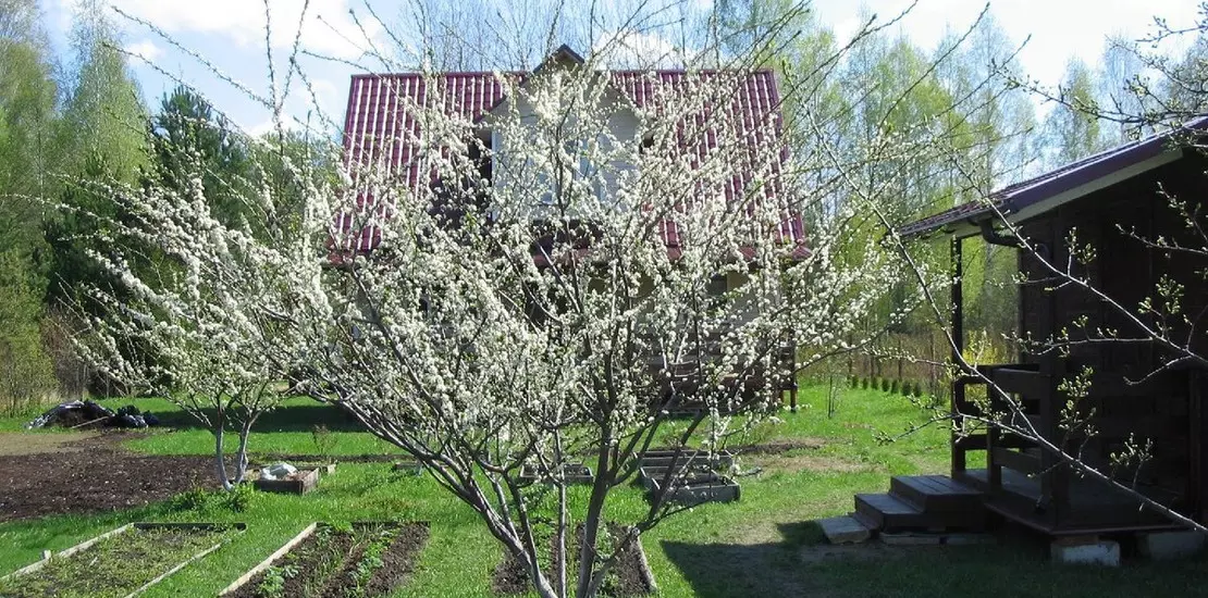 цветущее дерево алычи в саду