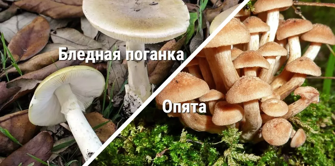 Поганки ложные опята. Поганка ложный опенок. Грибы поганки опята. Опята и поганки. Грибы опенок поганка белый.