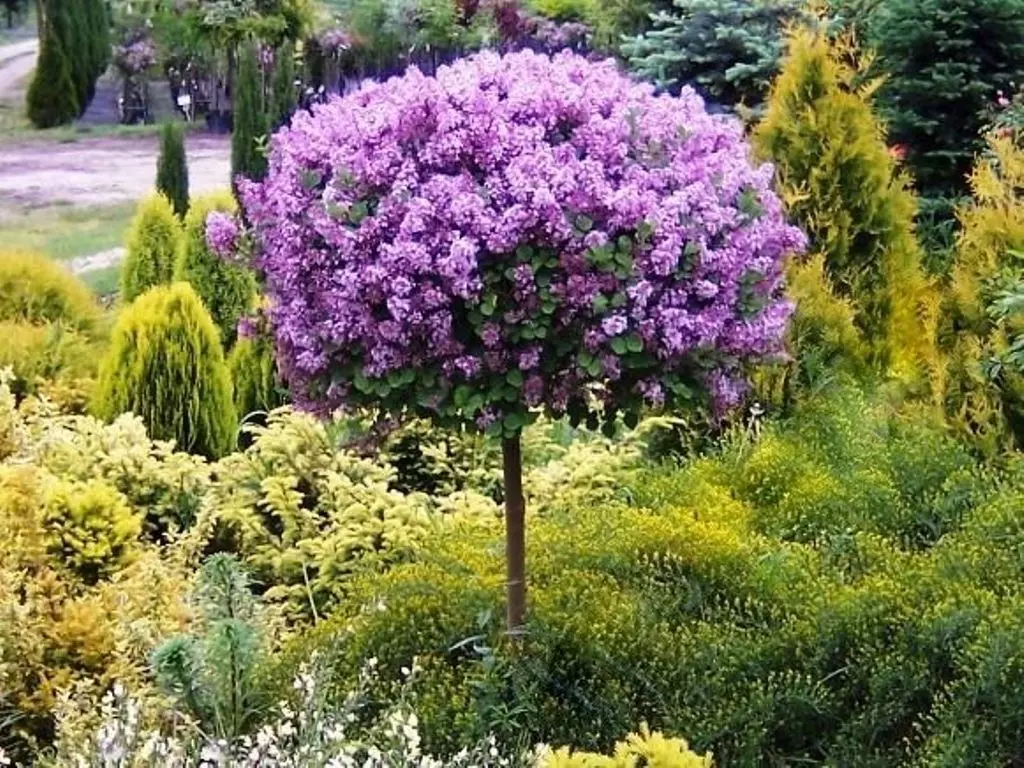 цветущее дерево сирени