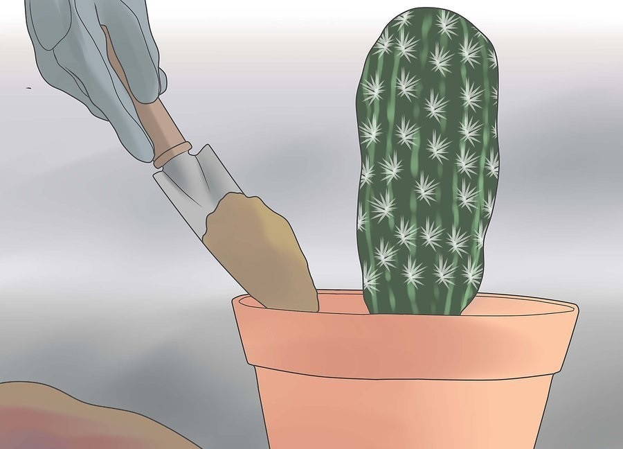 внесение компоста в горшок с кактусом