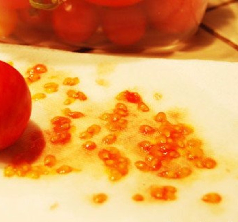 Сохранить семена томатов. Семена из помидор. Собственные семена из помидор. Самые идеальные семена помидоров. Помидоры на салфетках.