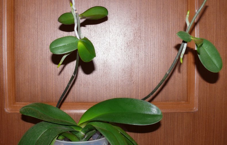Как ухаживать за маленькой орхидеей в домашних условиях
