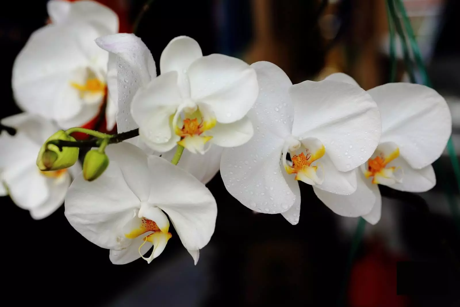 фаленопсис приятный с белыми цветками
