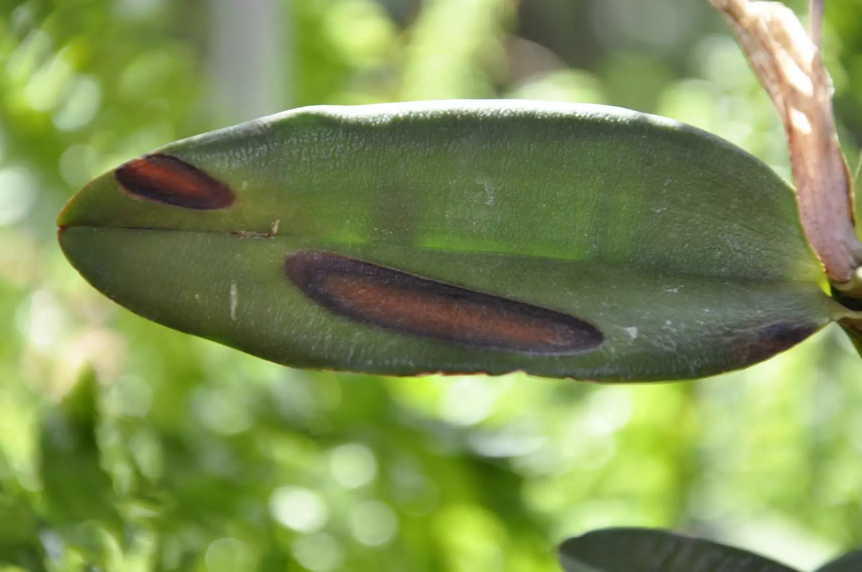 листок фаленопсиса, покрытый антракнозом