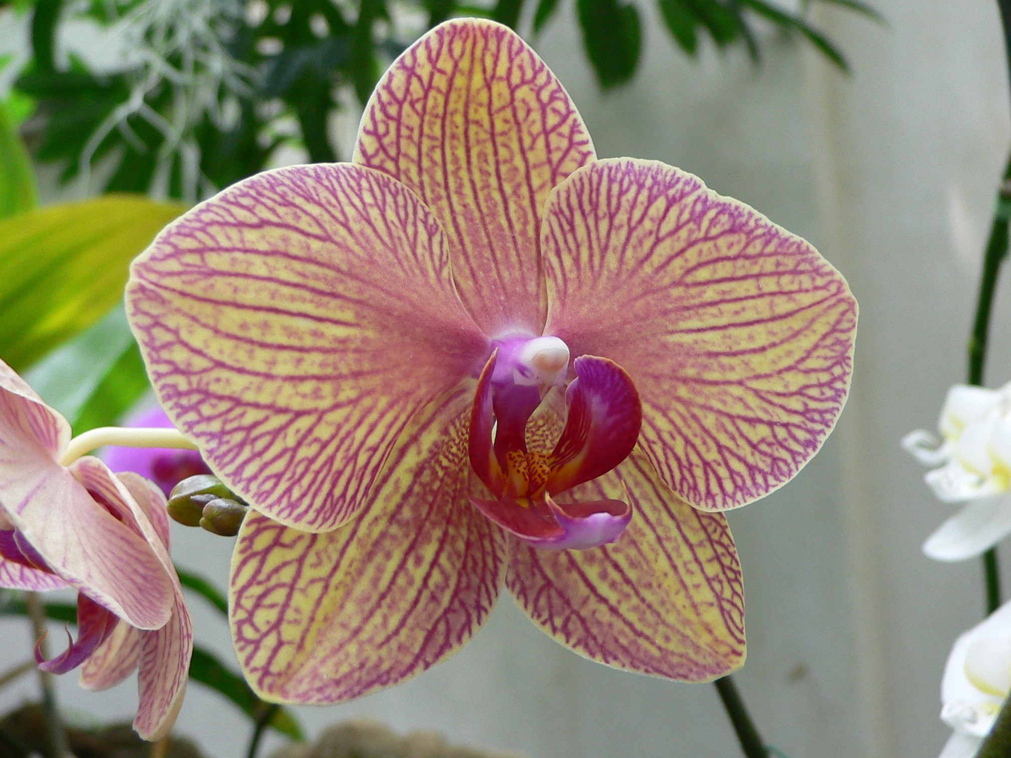 Каталог орхидей с названиями. Орхидея фаленопсис. Орхидея Phalaenopsis. Фаленопсис Kaleidoscope. Орхидея ambiance Phalaenopsis.