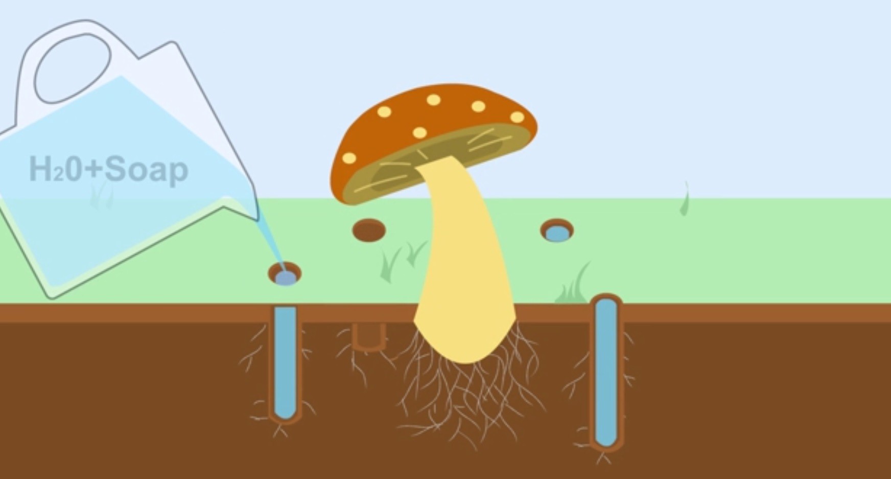 гриб поливают водой с мылом