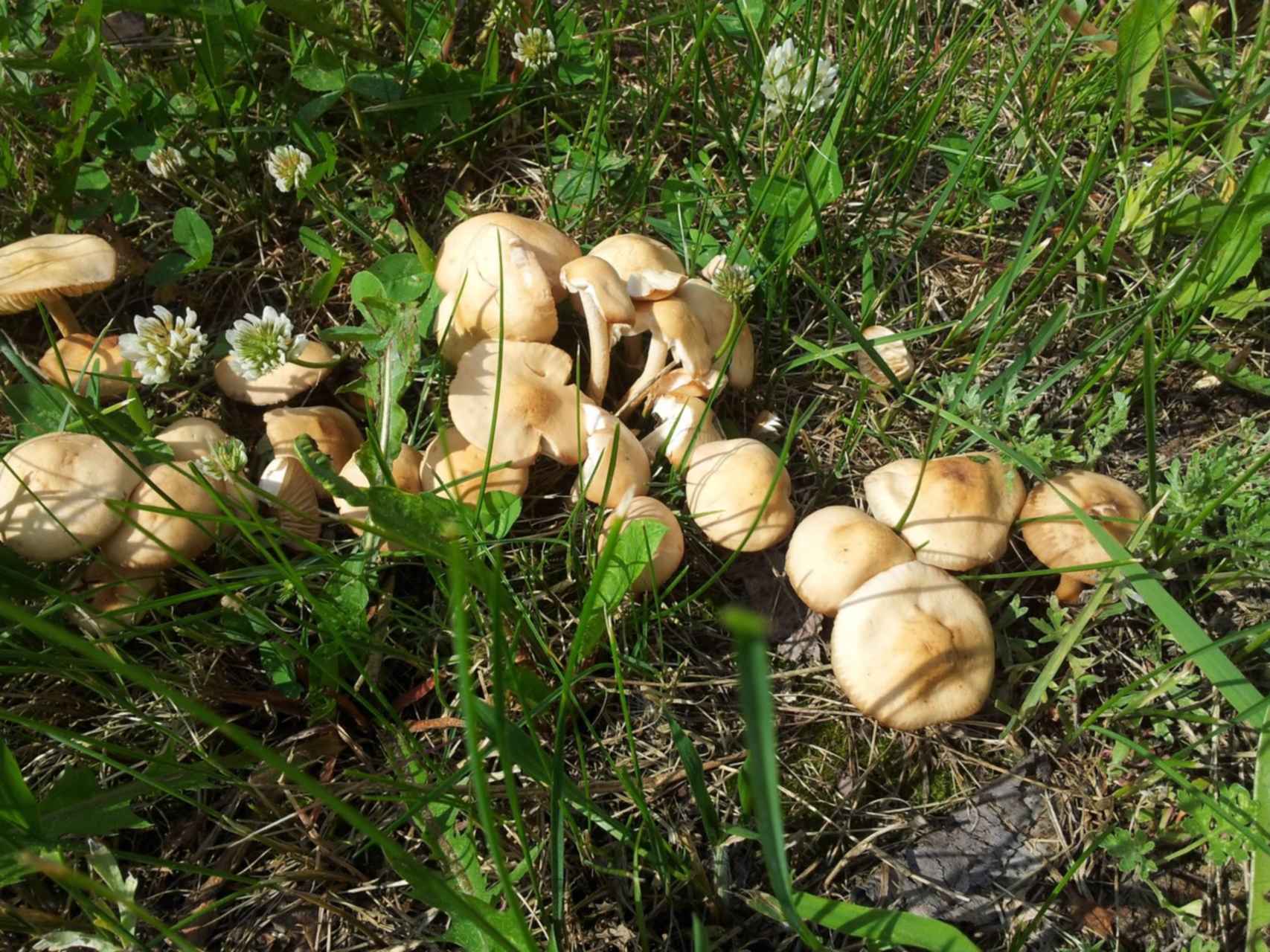грибы поганки в траве