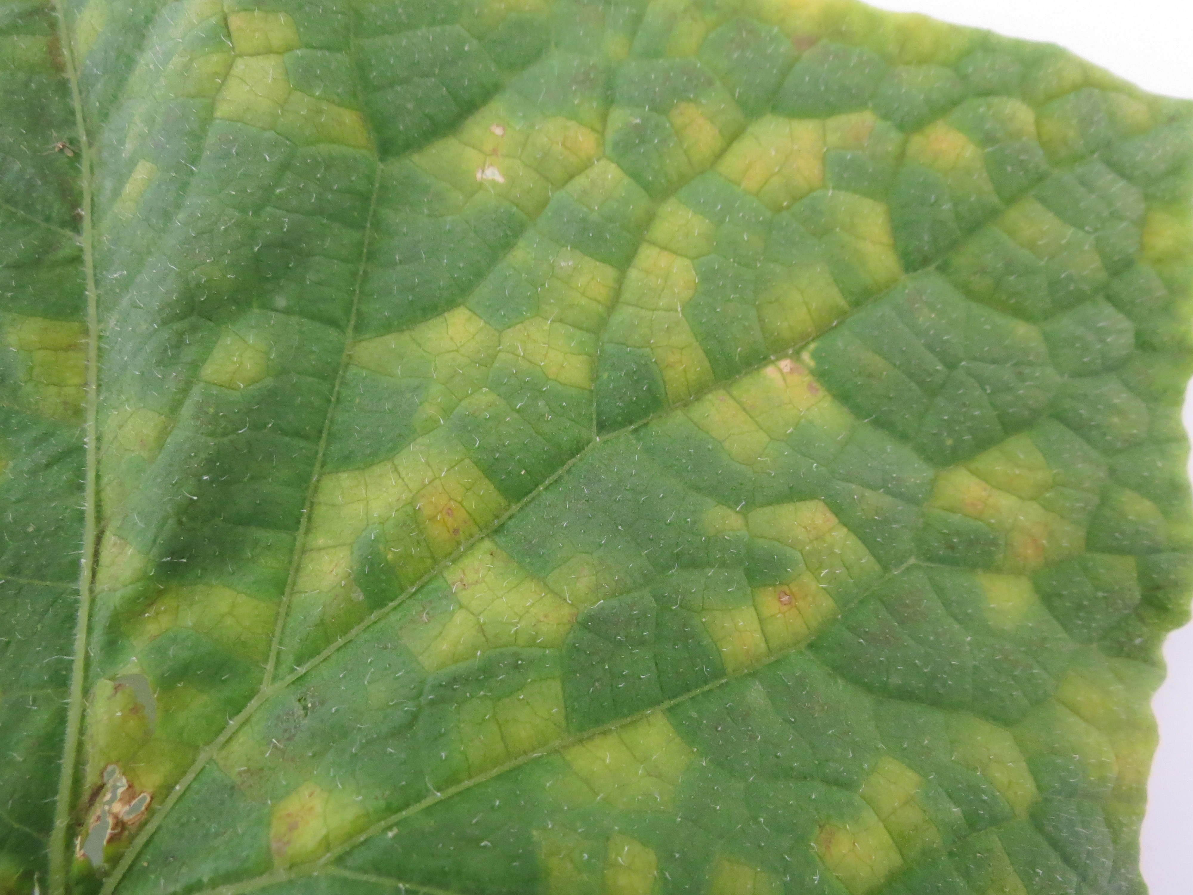 пятно на листьях флокса
