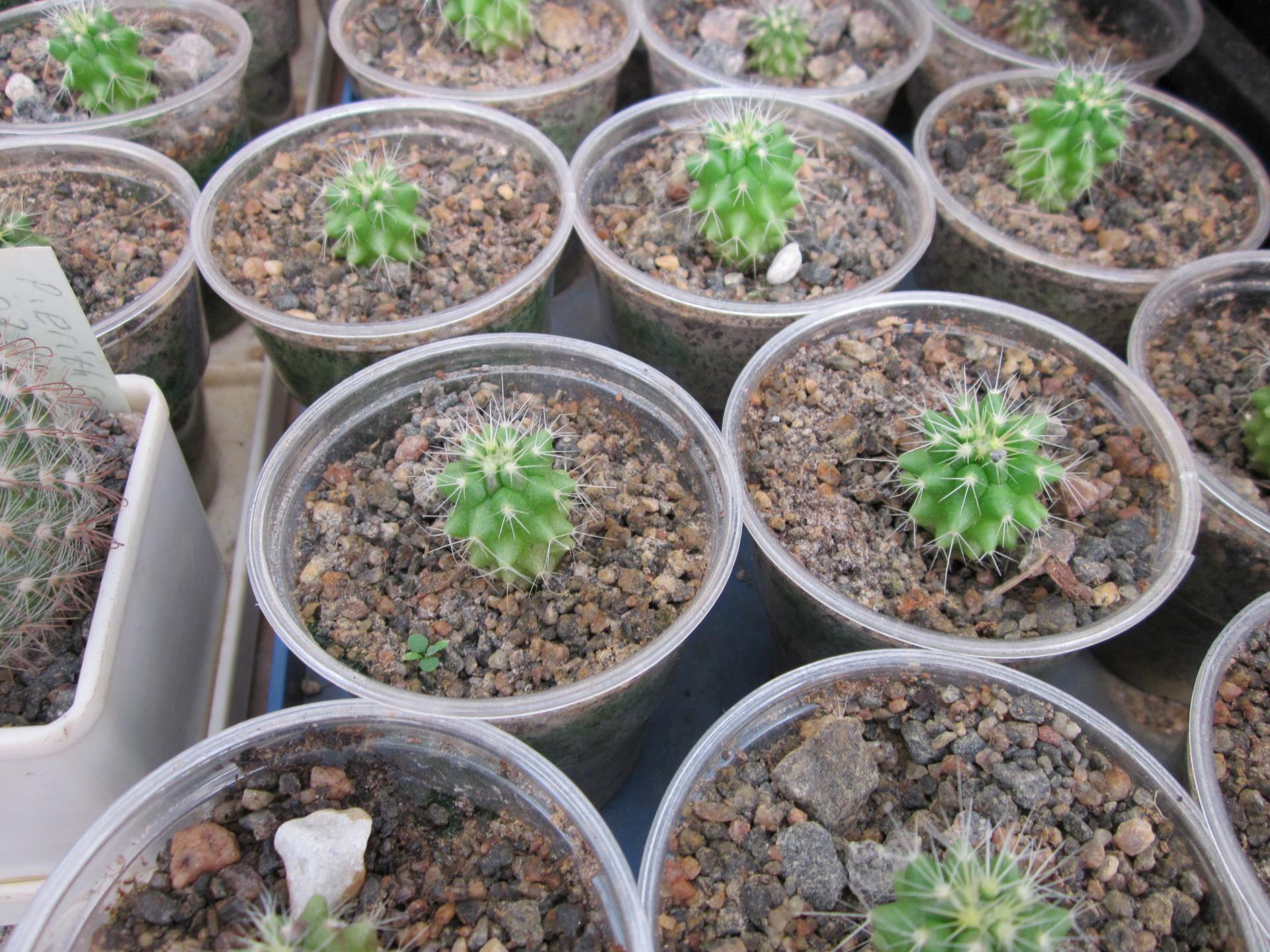 маленькие кактусы в пластиковых стаканчиках