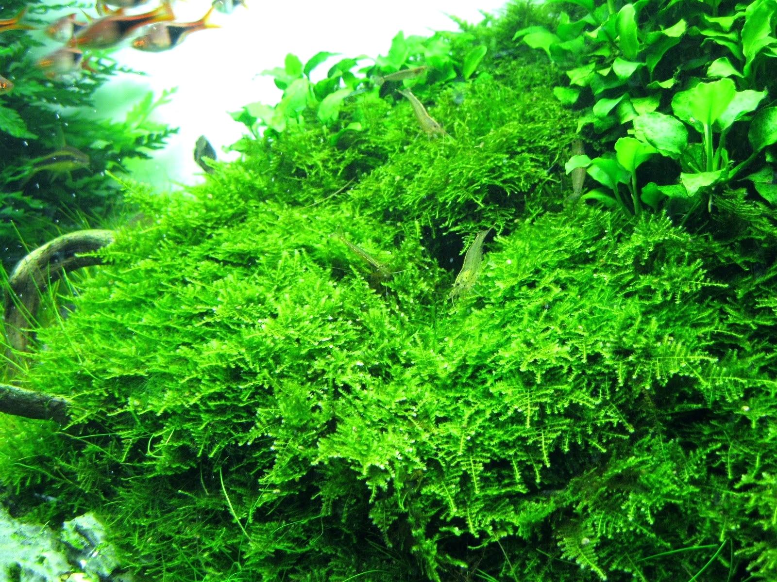 лесной или новогодний мох в аквариуме
