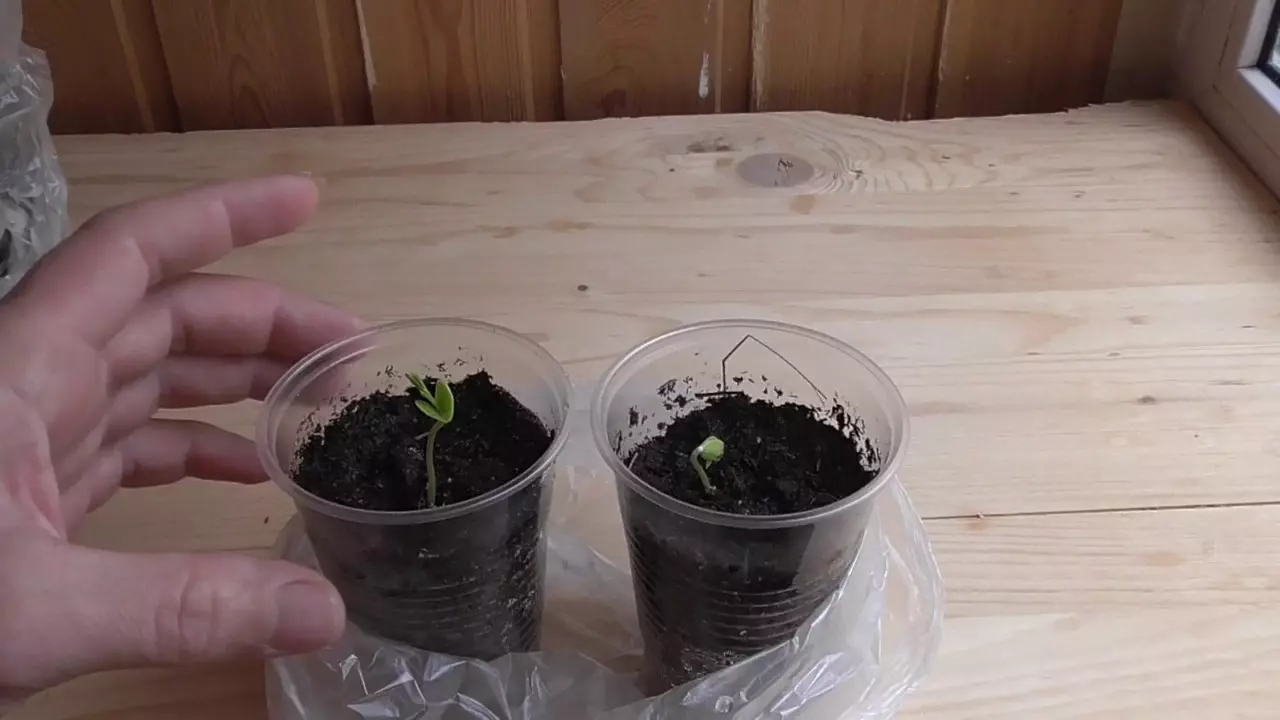 Как выращивать сакуру в домашних условиях из семян?