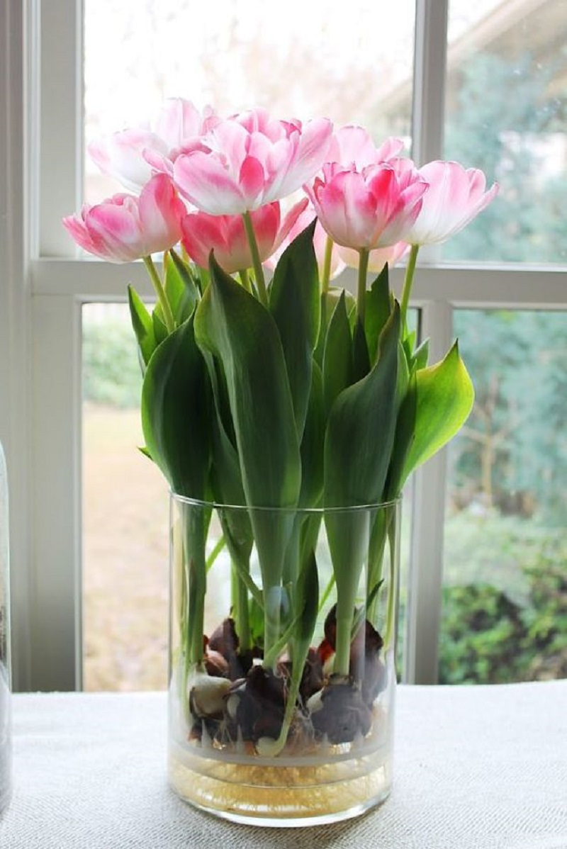 розовые тюльпаны с луковицами в вазе