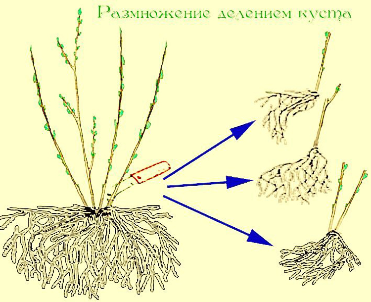 Диффузное размножение