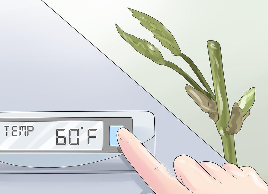 температура для прививания растений