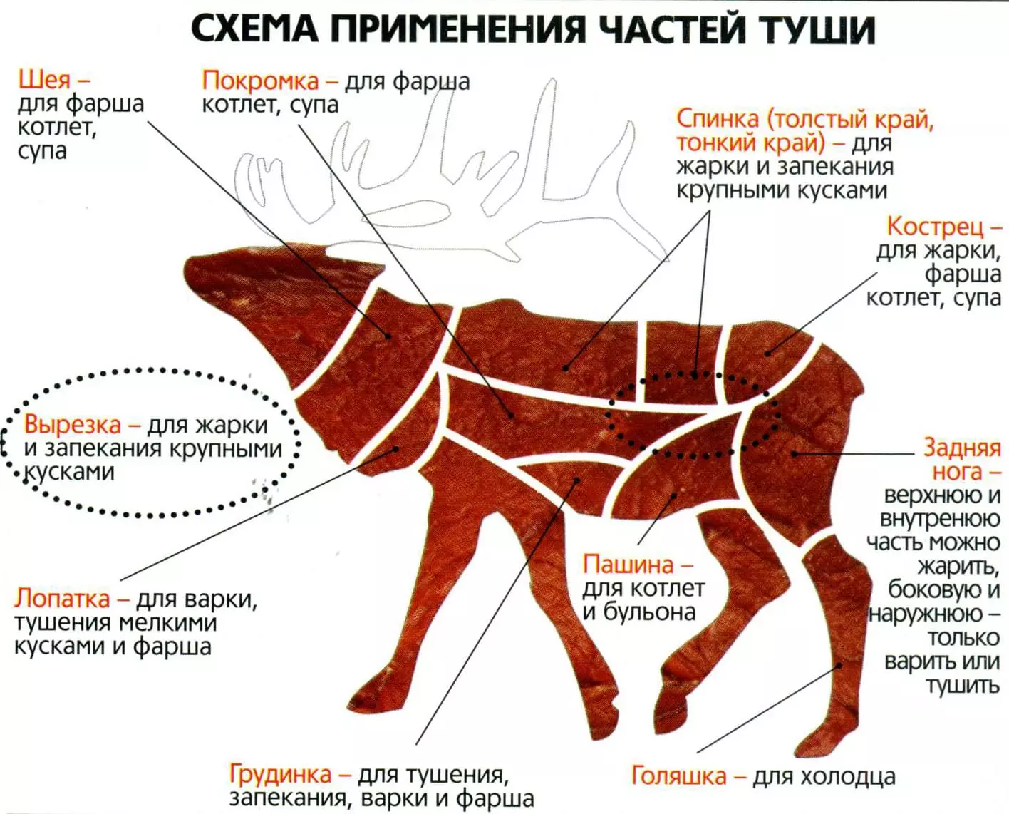 Схема разруба туши оленя