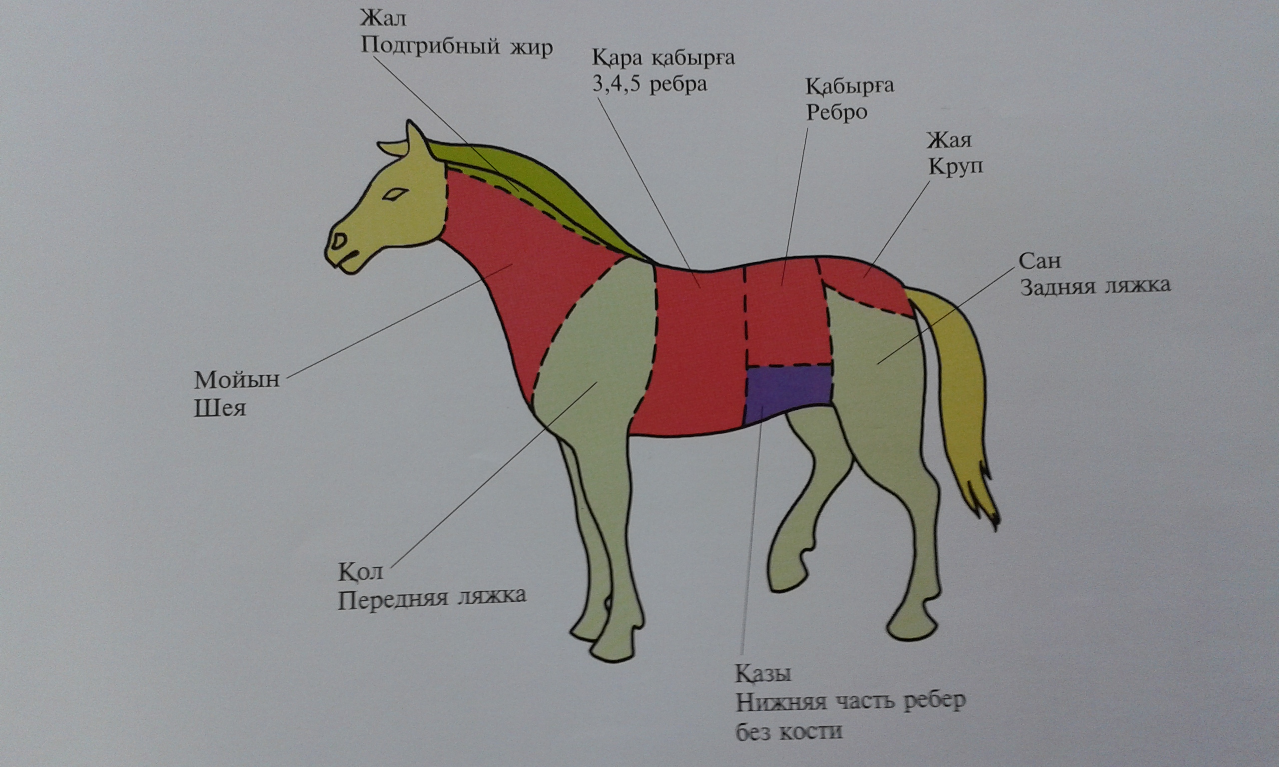 Сколько весит ляжка