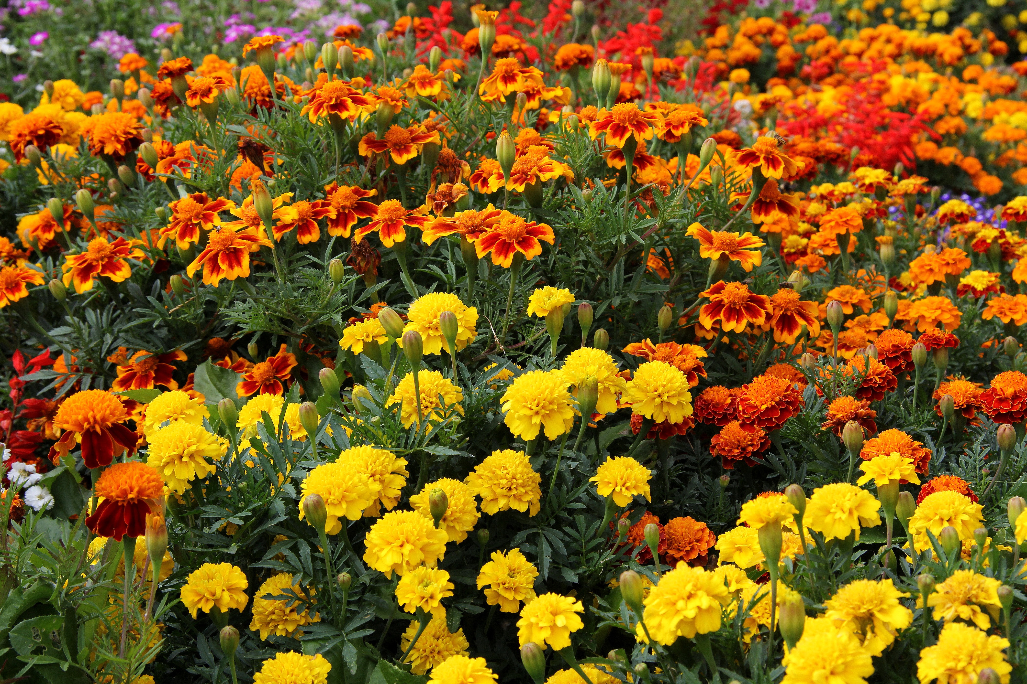 желтые и оранжевые цветы на грядке