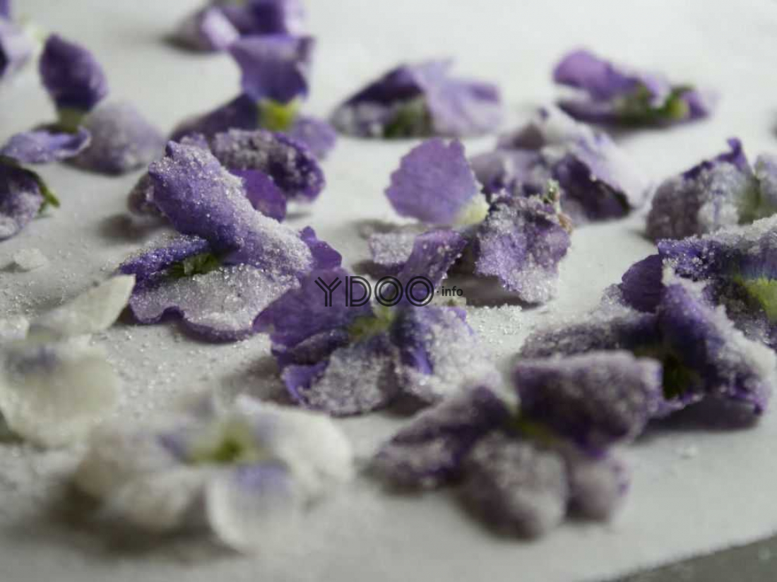 Рецепт засахаренных фиалок: очень вкусные цветы в сахаре – Mila Anpilogova